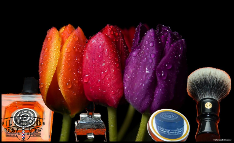 SOTD20140418 Tulip