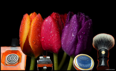 SOTD20140418 Tulip