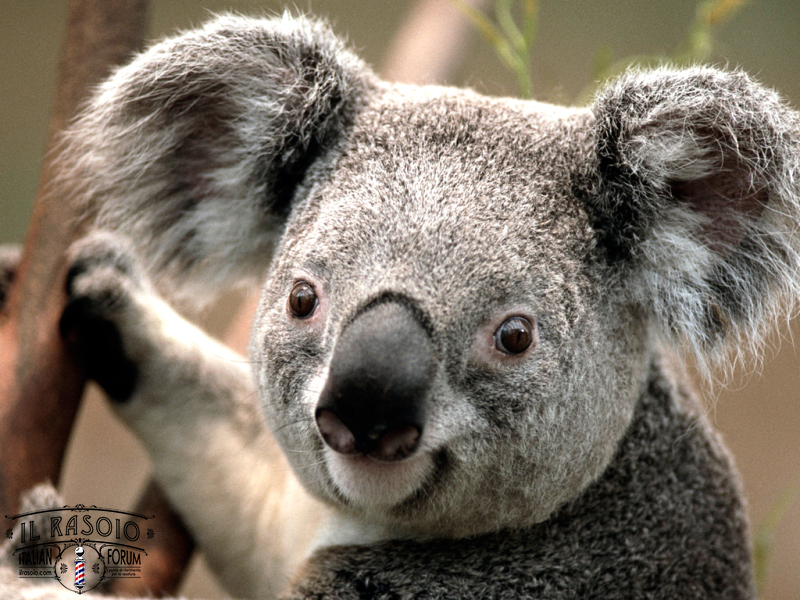 Koala