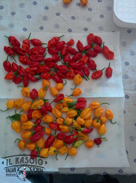 IMG 20150912 122303