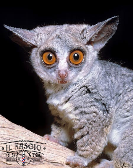 jpg Il Galago senegalensis e una proscimmia africana a rischio d estinzione c Mazza