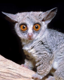 jpg Il Galago senegalensis e una proscimmia africana a rischio d estinzione c Mazza