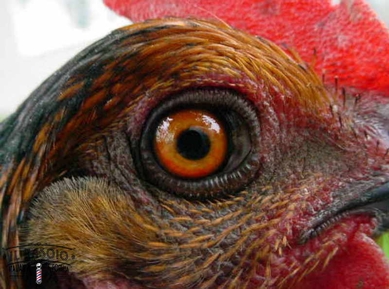 occhio-gallina