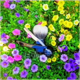 SOTD20160810 Savoia