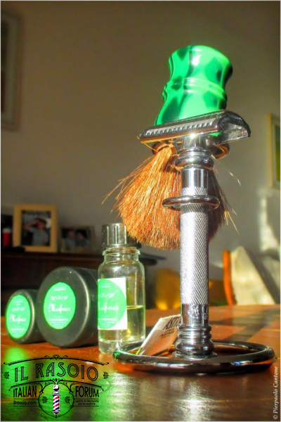 SOTD20160906 Sempreverde