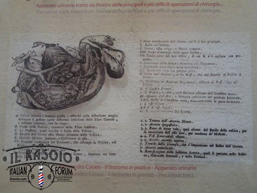 Print concerning the urinal tract taken from a dissertation aboout lithotomy