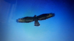 IMG-20170620-WA0001