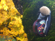 sotd 10.11.17