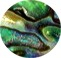 abalone-dot