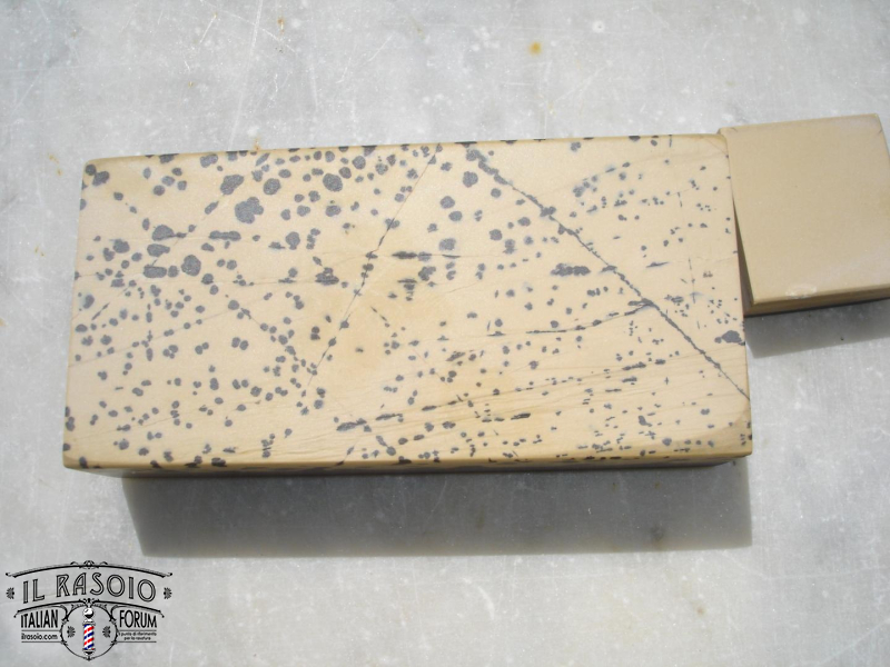 Coticula salamandrata e bout