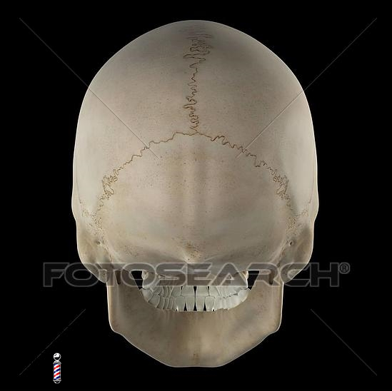 Cranio