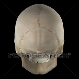 Cranio