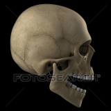 Cranio