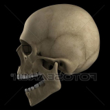 Cranio