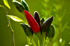 Peperoncini