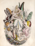merey 1852 papillon