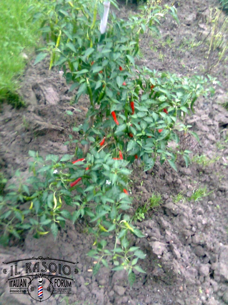 Image0521