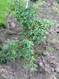 Image0521