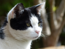 Kuki