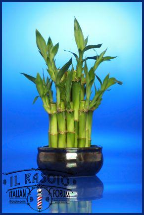 lucky-bamboo