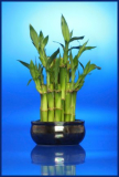 lucky-bamboo