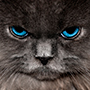 Avatar utente